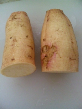 干し芋用のサツマイモ
