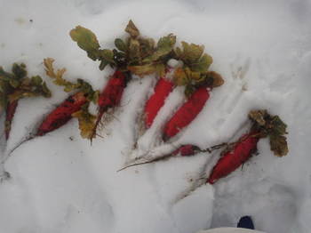 大雪の中から発掘した紅大根.JPG