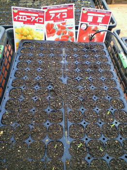 トマト発芽開始